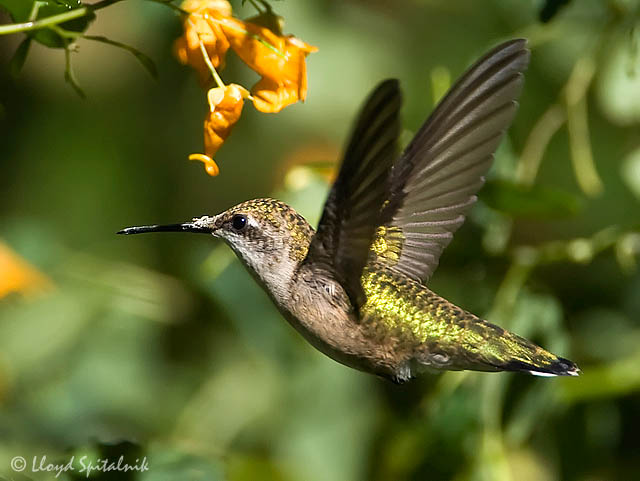 Ruby Throated Hummingbird Facts What Do Ruby Throated Hummingbirds Eat 