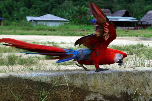 scarlet macaw facts - scarlet macaw