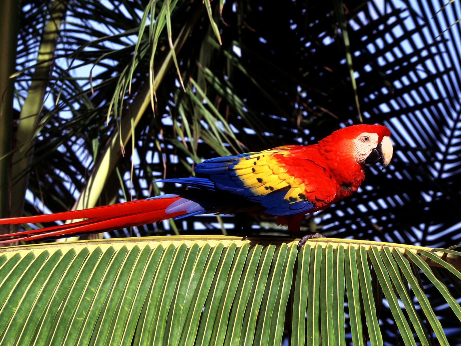 Scarlet Macaw Facts