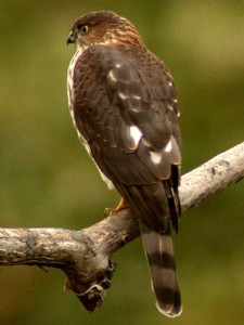 types of hawks - sharp-shinned hawk