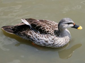 Types of Ducks - Spot billed Duck