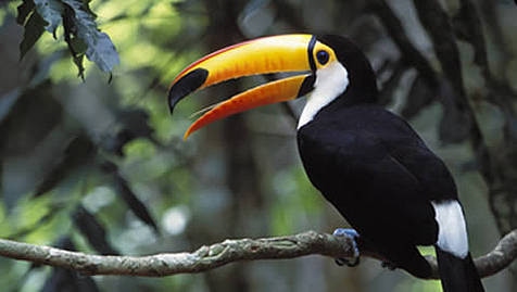 Toucans Predators