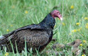 turkey vulture facts 