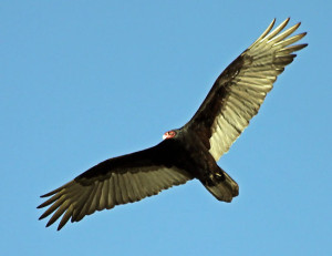 turkey vulture facts 