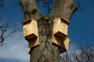 Where Do Bats Live - Bats Houses