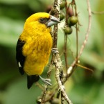 Types of Finches - Black-thighed Grosbeak