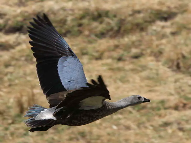 Blue-winged Goose - types of geese
