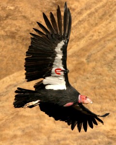 california condors facts - california condor