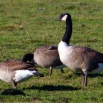 Canadian Goose - types of geese