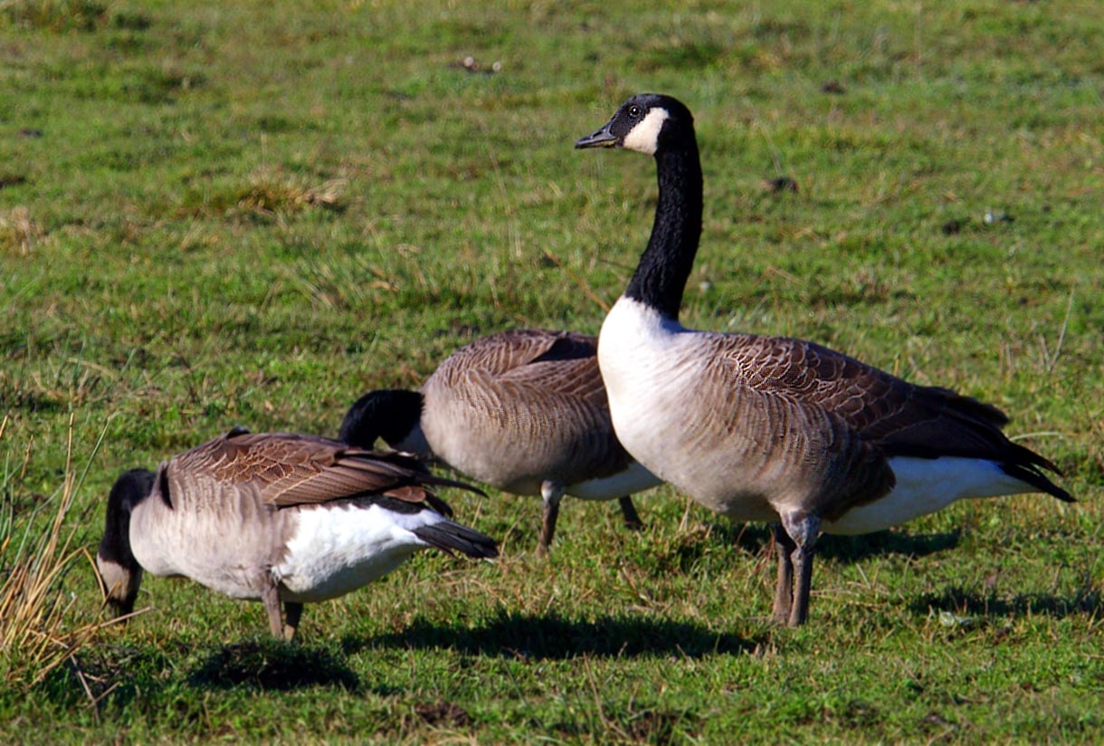 Types Of Geese Different Types Of Geese