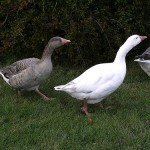 Cotton Patch Goose - types of geese