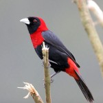 types of finches - Crimson-collared Grosbeak