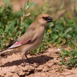 types of finches - Desert Finch
