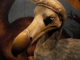 fun facts about dodo birds