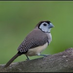 types of finches - Double-barred Finch