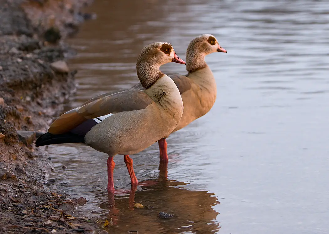 Egyptian Goose - types of geese