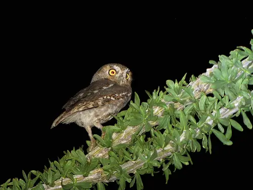 elf owl eating