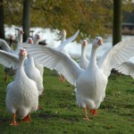 Embden goose - types of geese