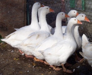 Embden goose