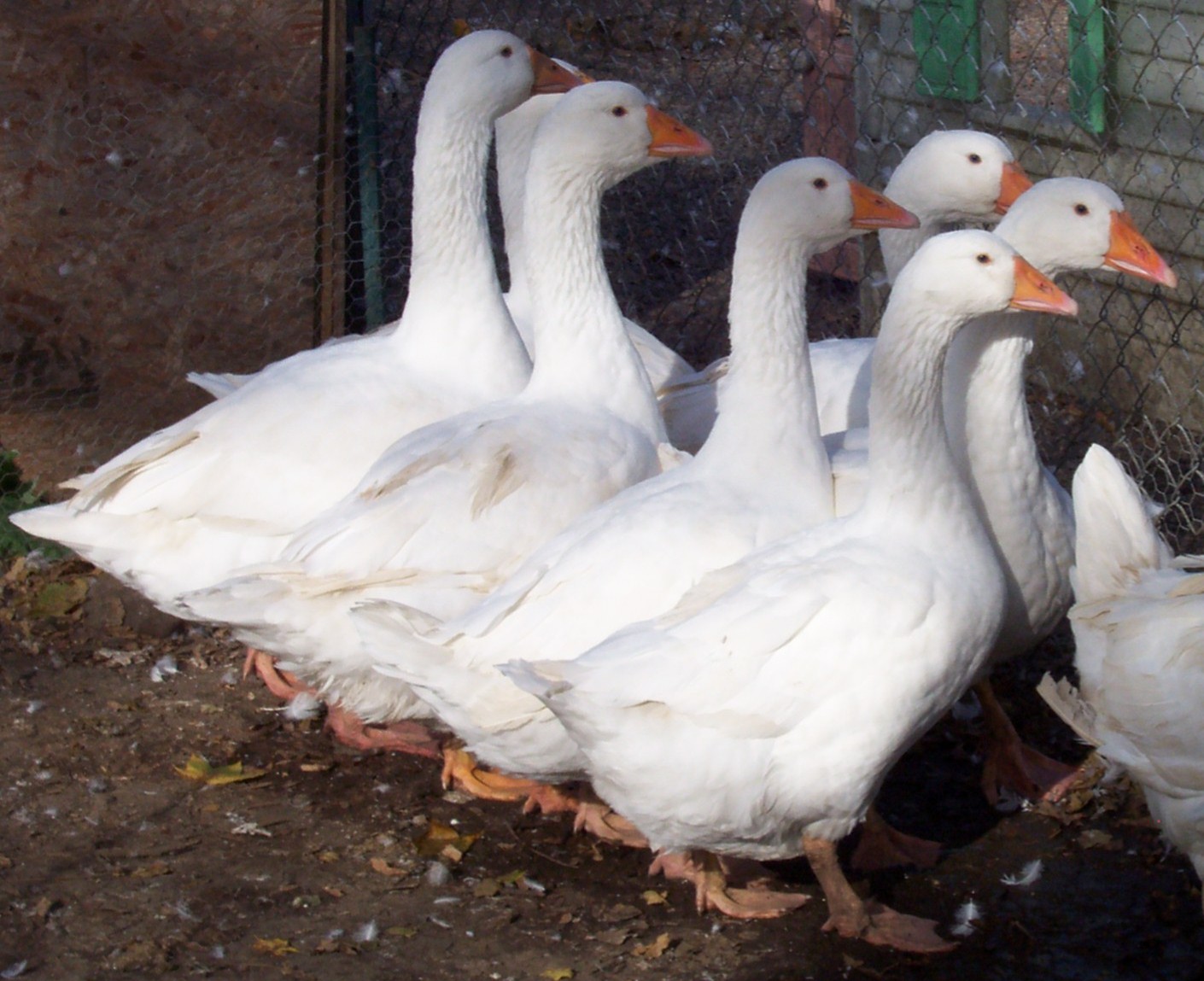 Types Of Geese Different Types Of Geese