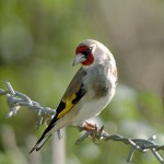 types of finches - European Greenfinch