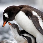 Kiwi Bird Facts - Kiwi Bird Habitat & Egg