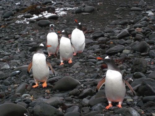Gentoo Penguin Facts - Gentoo Penguins