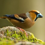 types of finches - Hawfinch