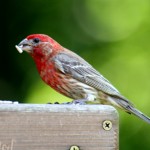 types of finches - House Finch