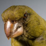 Types of Finches - Kona Grosbeak