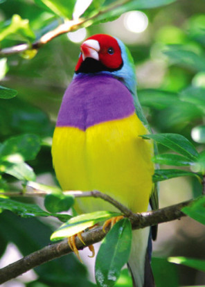 LadyGouldianFinch