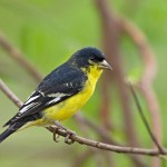 types of finches - Lesser Goldfinch