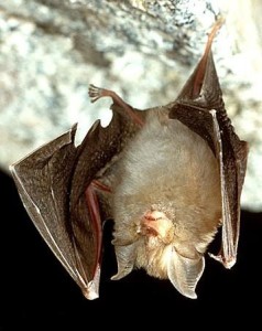 Lesser-horseshow-bat - types of bats