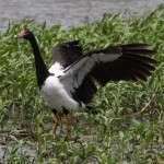 Magpie Goose - types of geese