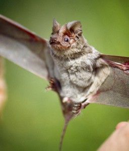 Mexican Free-tailed Bat - types of bats