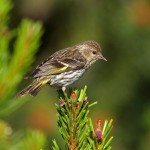 types of finches - Pine Siskin