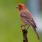 types of finches - Purple Finch
