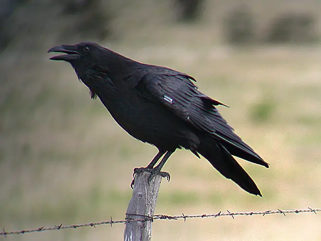 Raven - what is the difference between a crow and a raven