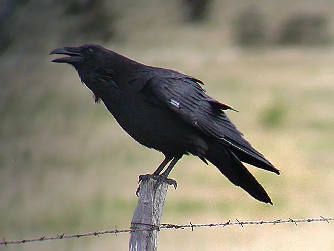 Raven Bird