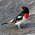 types of finches - Rose-breasted Grosbeak