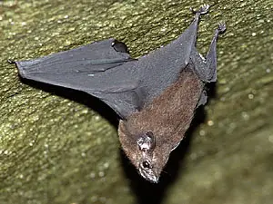 Seychelles Sheath-tailed Bat - types of bats