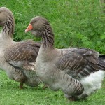 Toulouse goose - types of geese