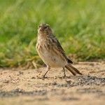 Twite - types of finches 
