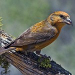 types of finches - Two-barred Crossbill