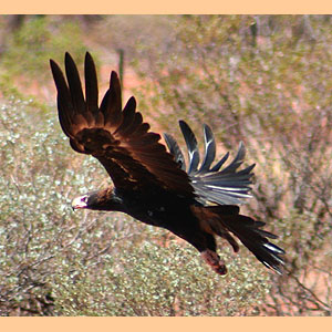 Wedge Tailed Eagle