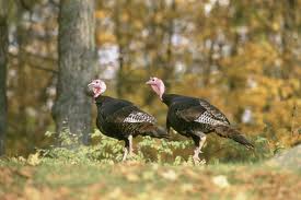 Wild turkeys - What do wild turkeys eat
