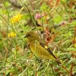 types of finches - Yellow-bellied Siskin