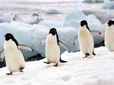 Large flightless birds Penguins