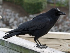 american crow