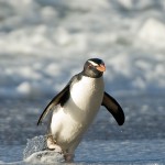 Kiwi Bird Facts - Kiwi Bird Habitat & Egg